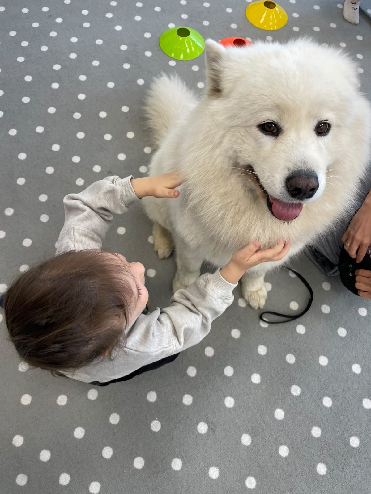 Dziecko w żłobku Beztroskie Maluchy głaszcze białego psa Rosie podczas dogoterapii
